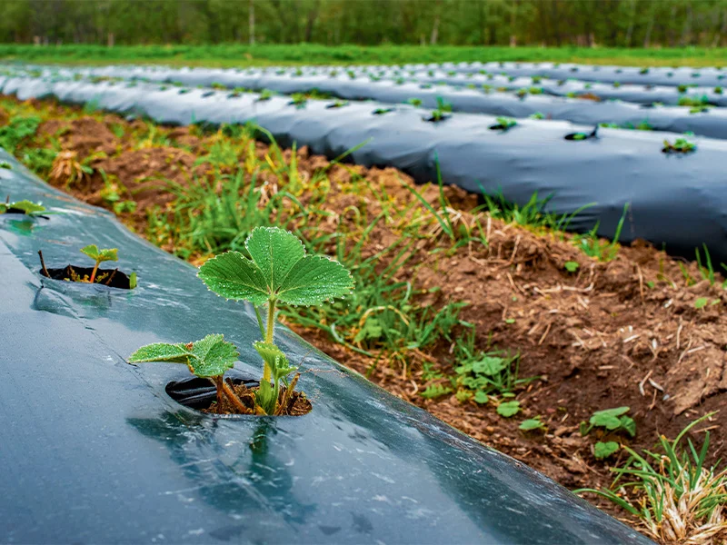 Black foil, produced using a masterbatch compounding machine, on a tilled field.